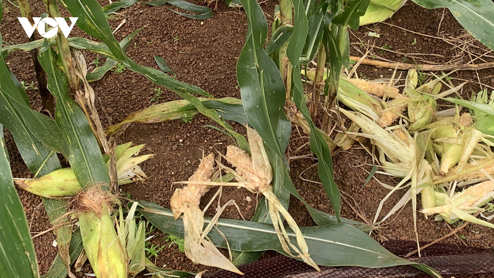 Đàn khỉ đổ bộ cắn phá hoa màu của nông dân Quảng Ngãi