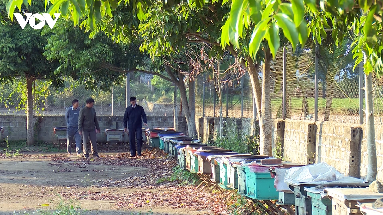 Người dân Phổng Lái có thu nhập ổn định nhờ nuôi ong theo chuỗi liên kết