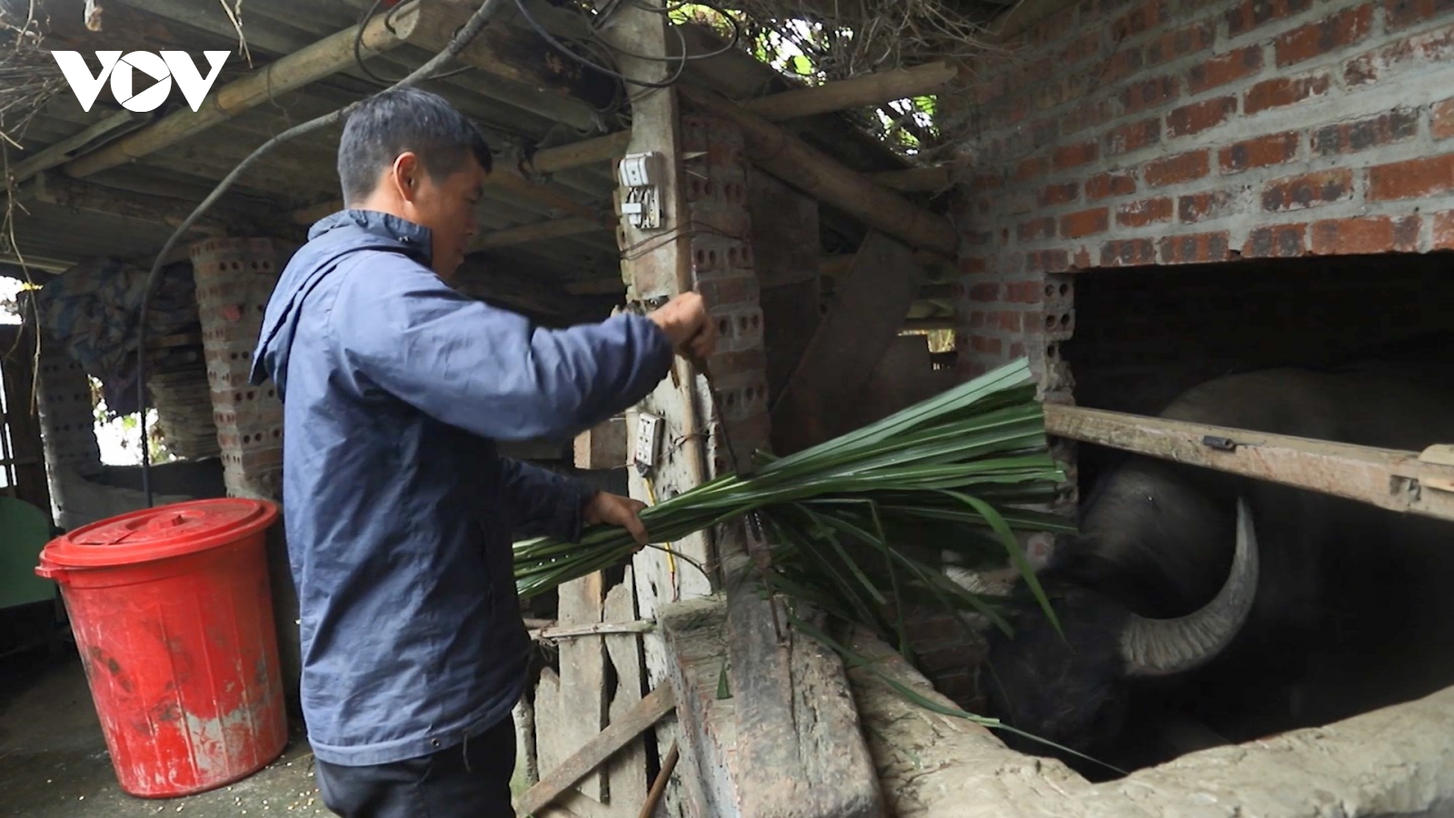Nông dân Sa Pa tăng cường bảo vệ đàn vật nuôi trước giá rét