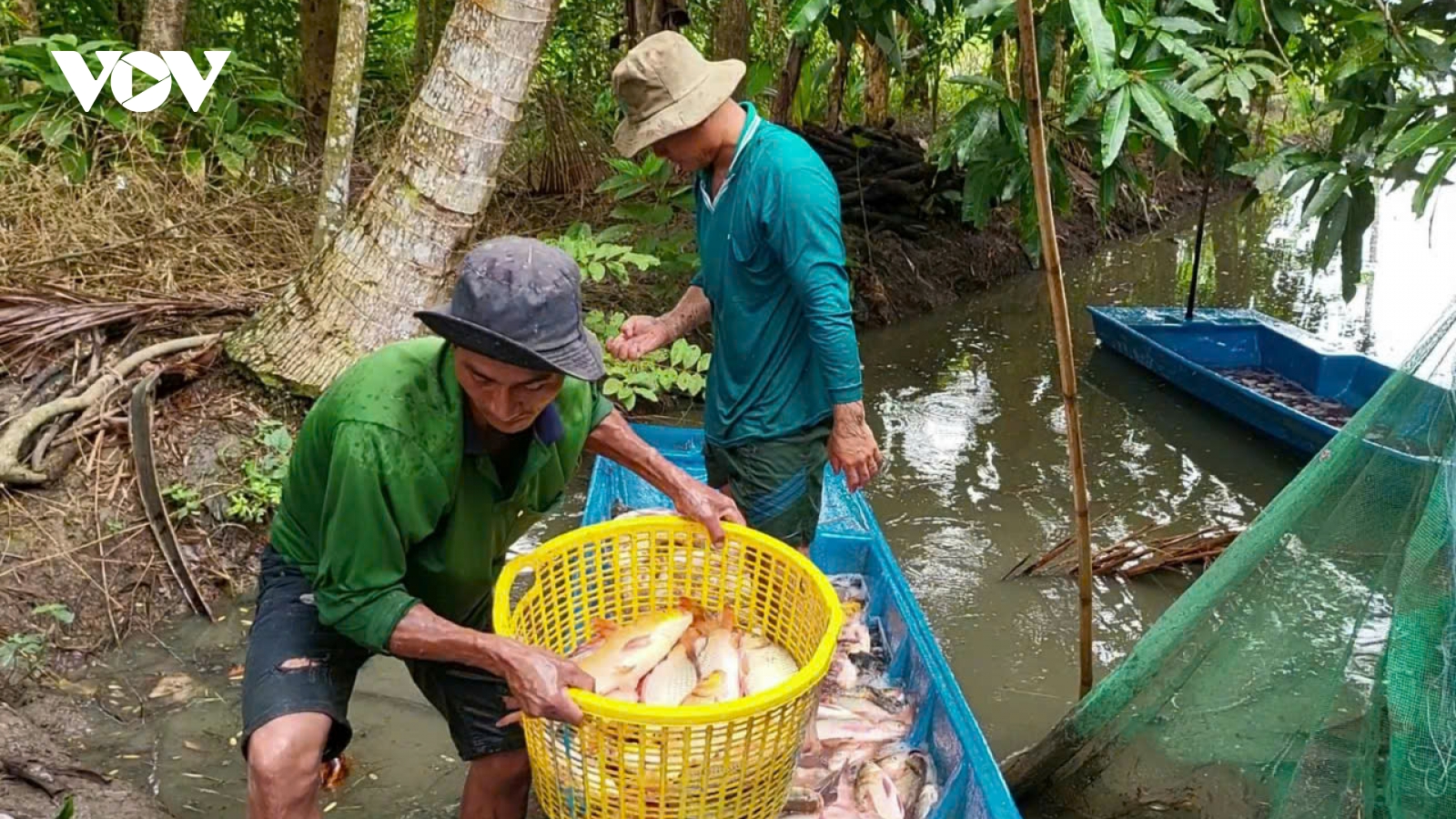 Hậu Giang vào mùa thu hoạch cá trên ruộng