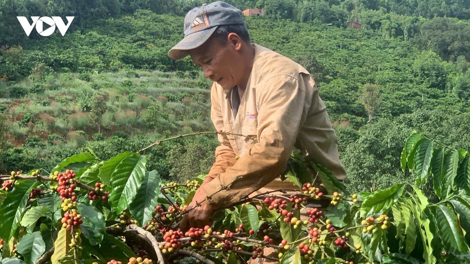 Nông dân Gia Lai phấn khởi vào vụ thu hoạch cà phê