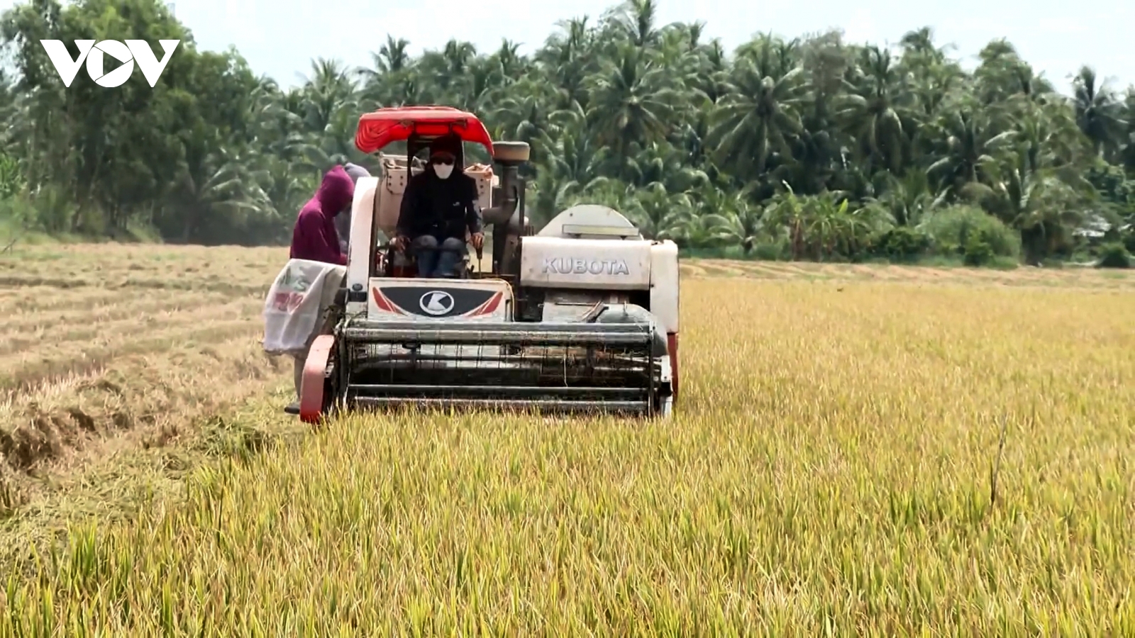Lúa Thu đông sớm được cả giá lẫn năng suất, nông dân Trà Vinh phấn khởi