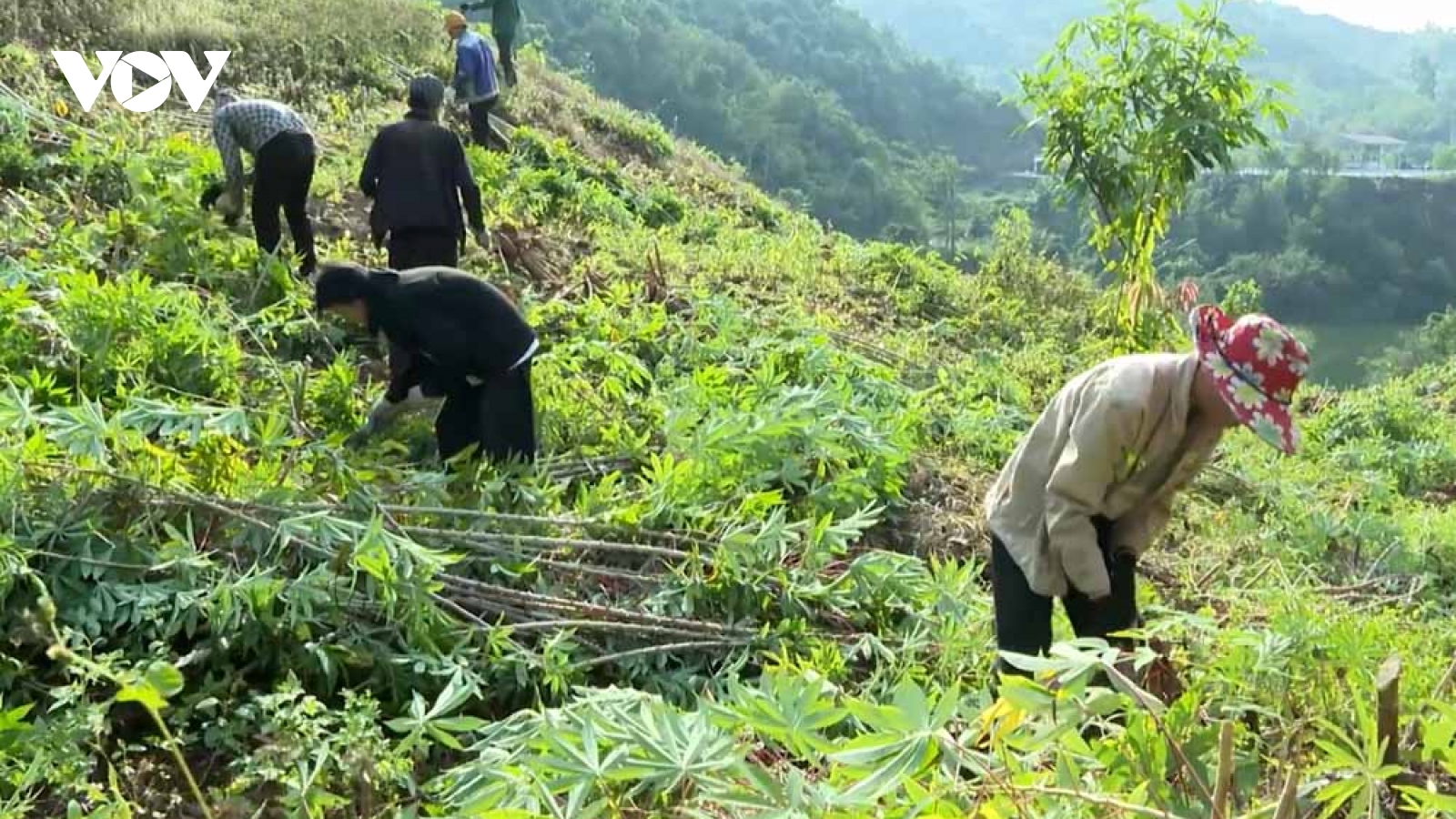 Giá thu mua thấp, người trồng sắn ở Lai Châu đối mặt với khó khăn