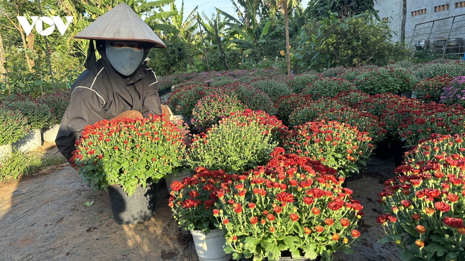 Nhà vườn Đắk Lắk tất bật vụ hoa Tết