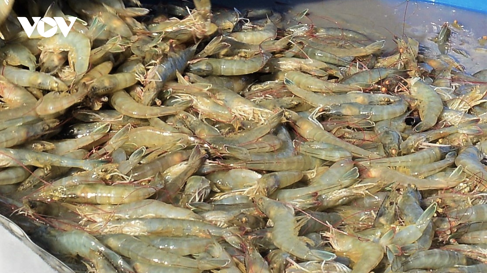 Xuất khẩu tôm của Cà Mau tăng trưởng vượt kế hoạch