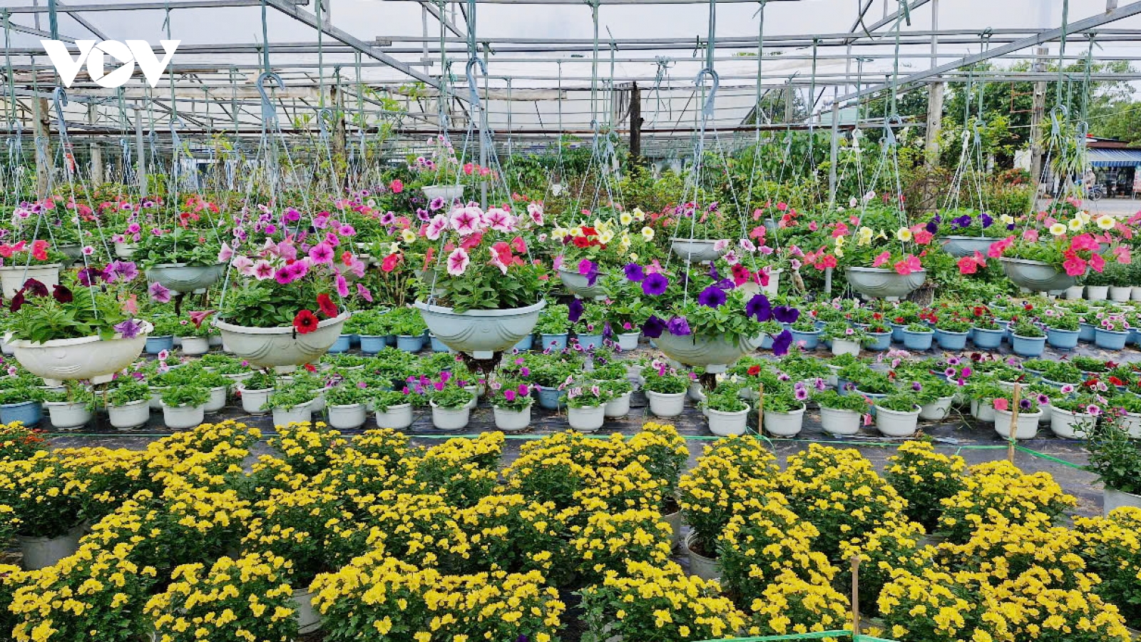 Sức mua tăng, người trồng hoa Tết Duy Xuyên phấn khởi