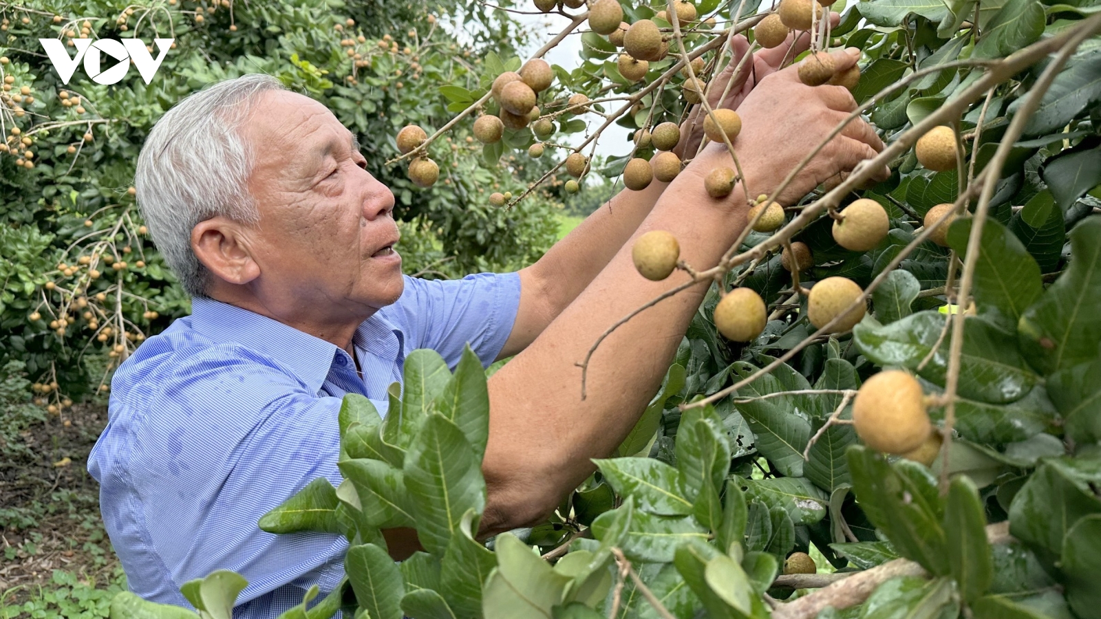 Mong ước của người dân về cuộc sống ấm no, hạnh phúc trong năm Ất Tỵ 2025