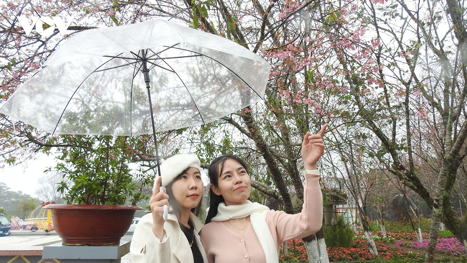 Lung linh hoa anh đào khoe sắc ở Măng Đen