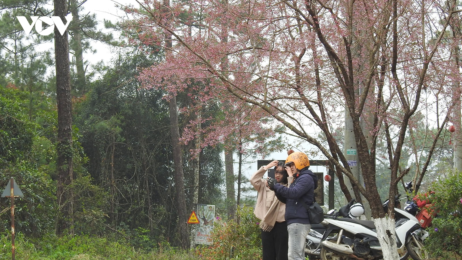 Măng Đen sẵn sàng đón lượng khách "bùng nổ" dịp Tết Cổ truyền