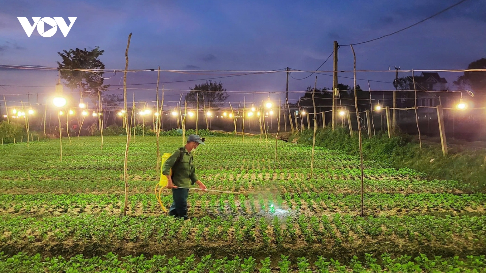 Vựa rau vùng rốn lũ và vựa hoa lớn nhất Quảng Bình chuẩn bị bán Tết