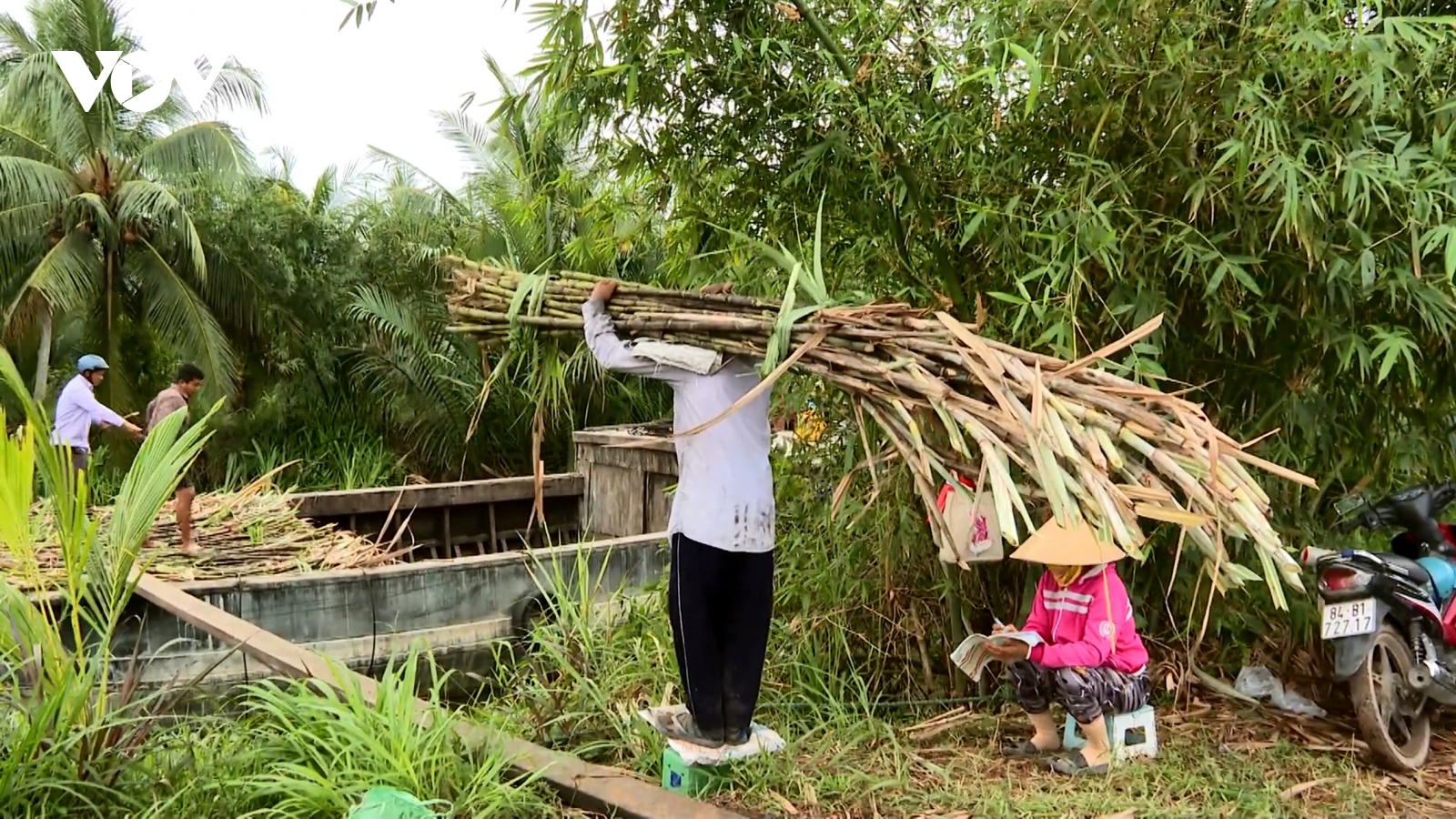 Người trồng mía ở Trà Vinh phấn khởi, doanh nghiệp lo không đủ nguyên liệu