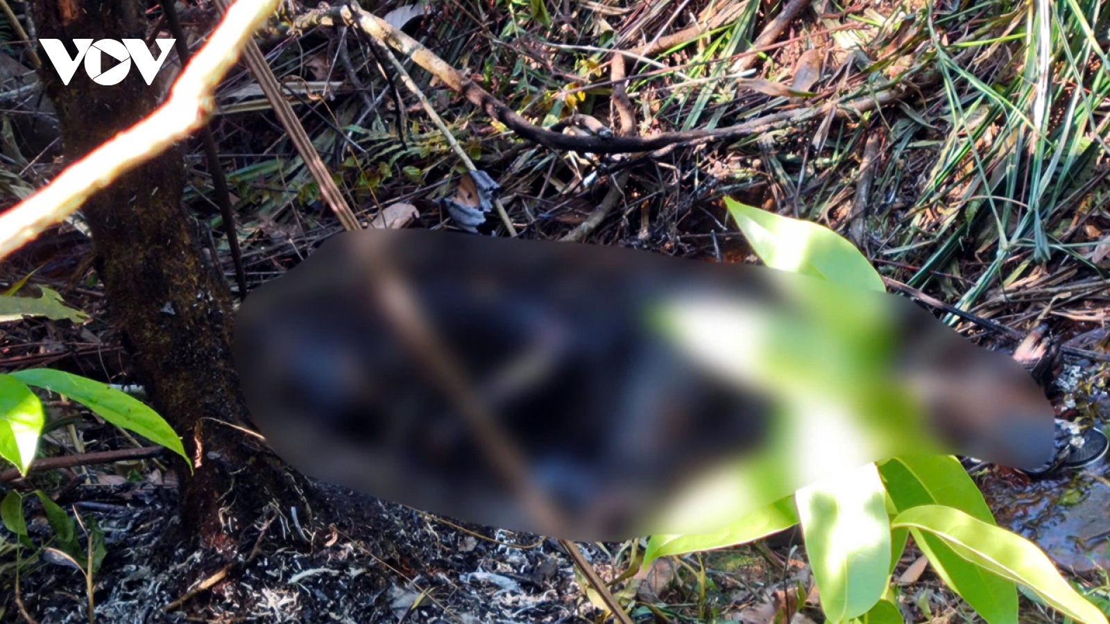 Phát hiện thi thể nam giới bị cháy đen trong rừng ở Lâm Đồng
