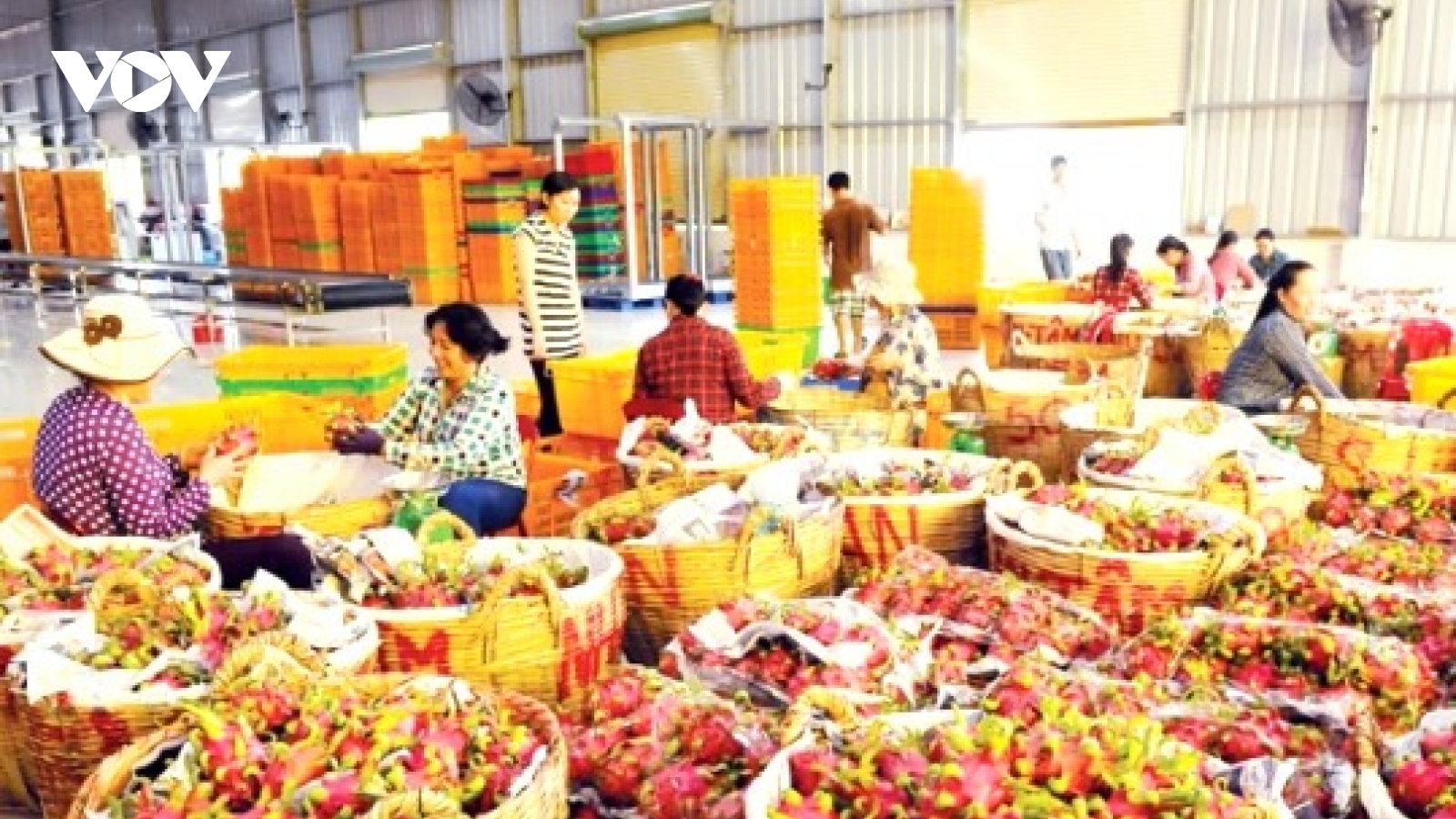 Ngành rau quả Việt Nam hướng tới mục tiêu xuất khẩu 8 tỷ USD năm 2025