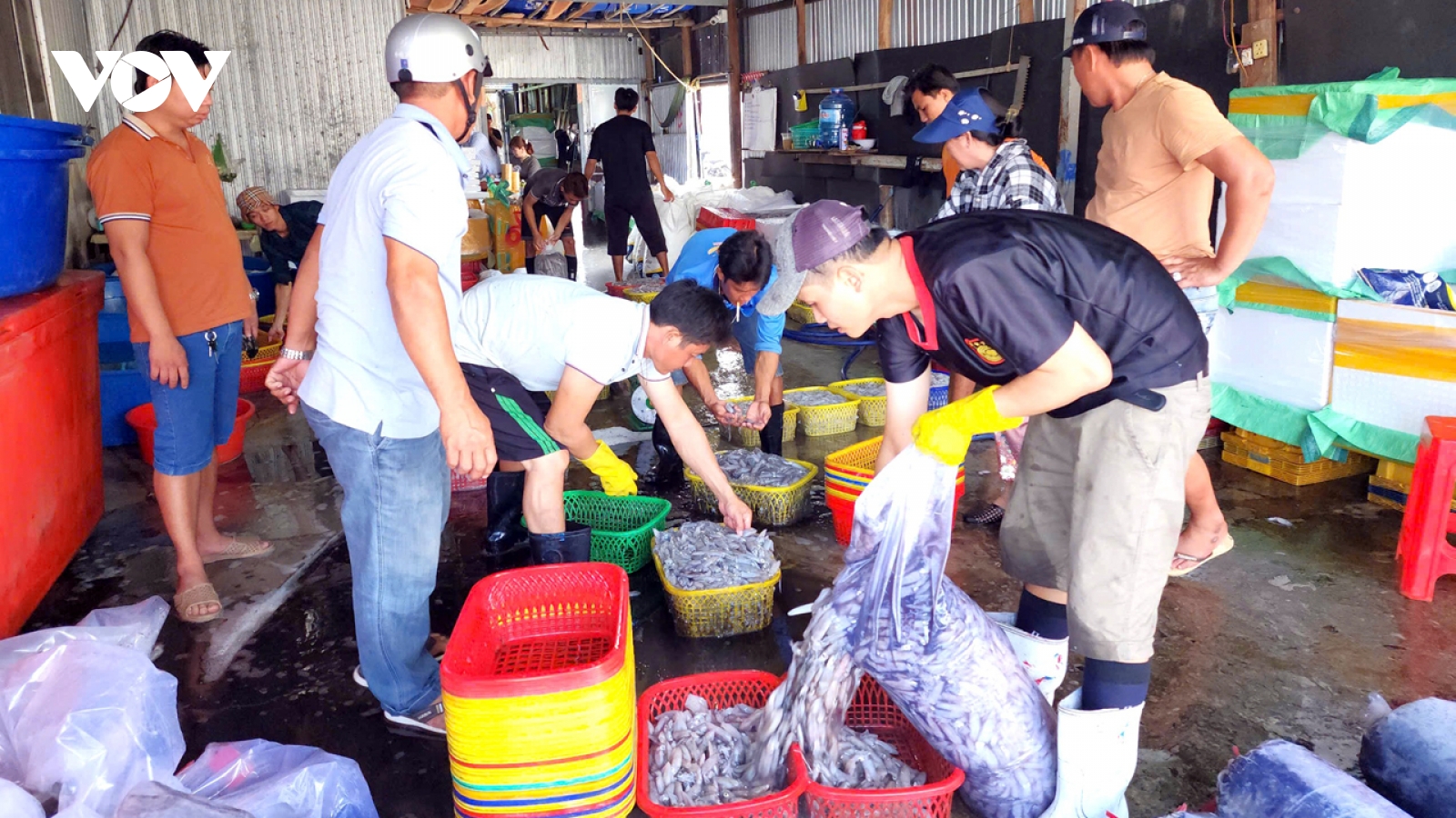 Ngư dân Cà Mau “hái lộc” từ chuyến biển xuyên Tết