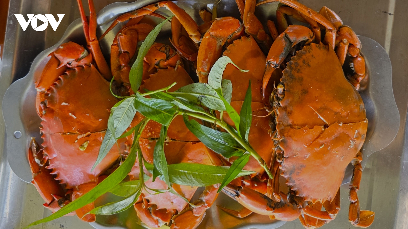 Giá cua Cà Mau đã ổn định trở lại