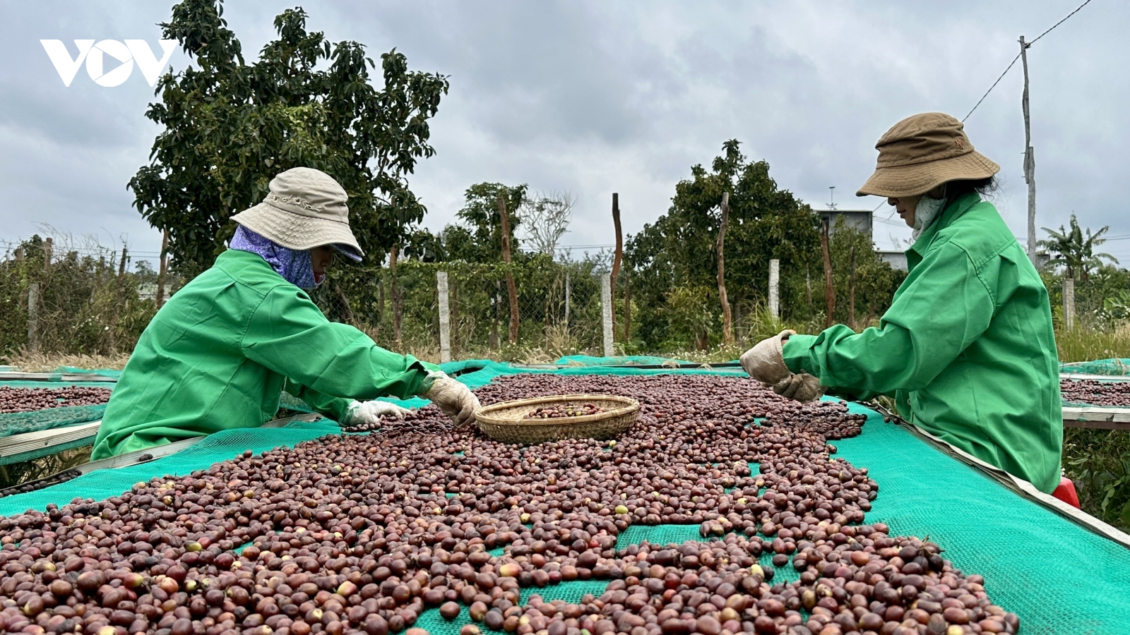 Nông sản Đắk Lắk kỳ vọng mở rộng thị trường xuất khẩu