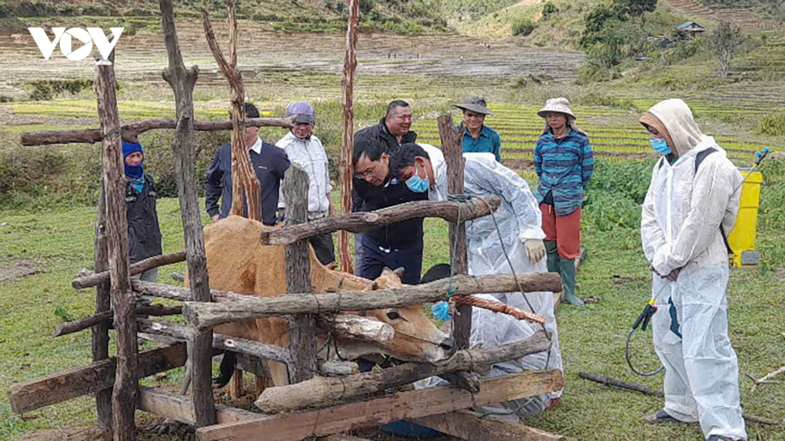 Kon Tum bùng phát dịch bệnh lở mồm long móng trên đàn trâu, bò