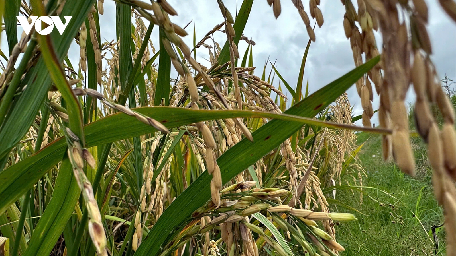 Đồng Tháp phấn đấu đạt 50.000 ha lúa theo Đề án 1 triệu ha