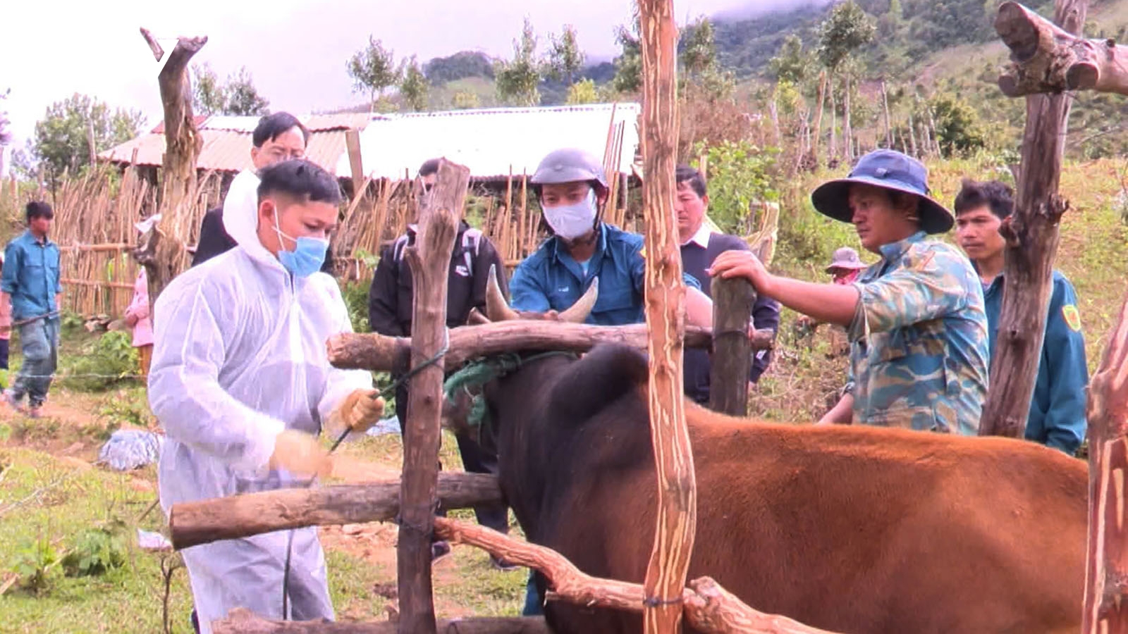 Phát hiện thêm nhiều trâu, bò chết ở Kon Tum