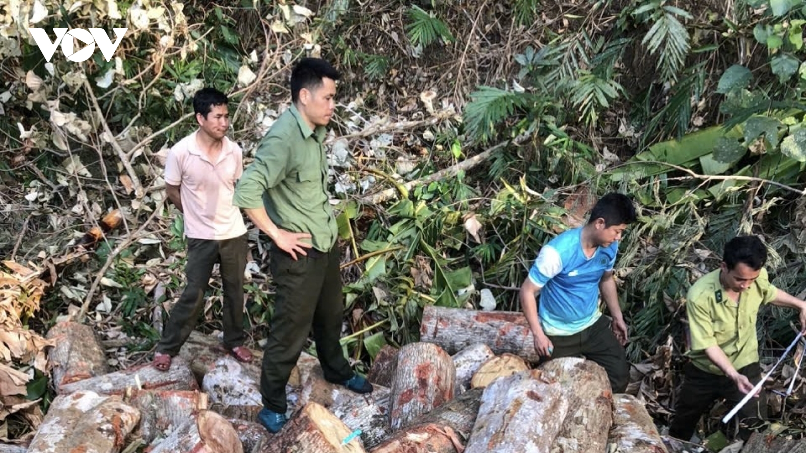Cận cảnh vụ phá rừng quy mô lớn trên biên giới Đắk Nông