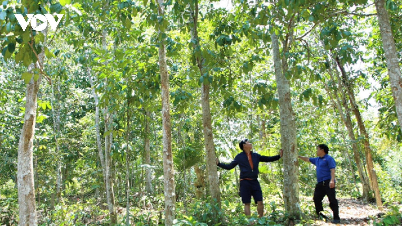 Người dân miền núi Quảng Nam thoát nghèo nhờ trồng rừng