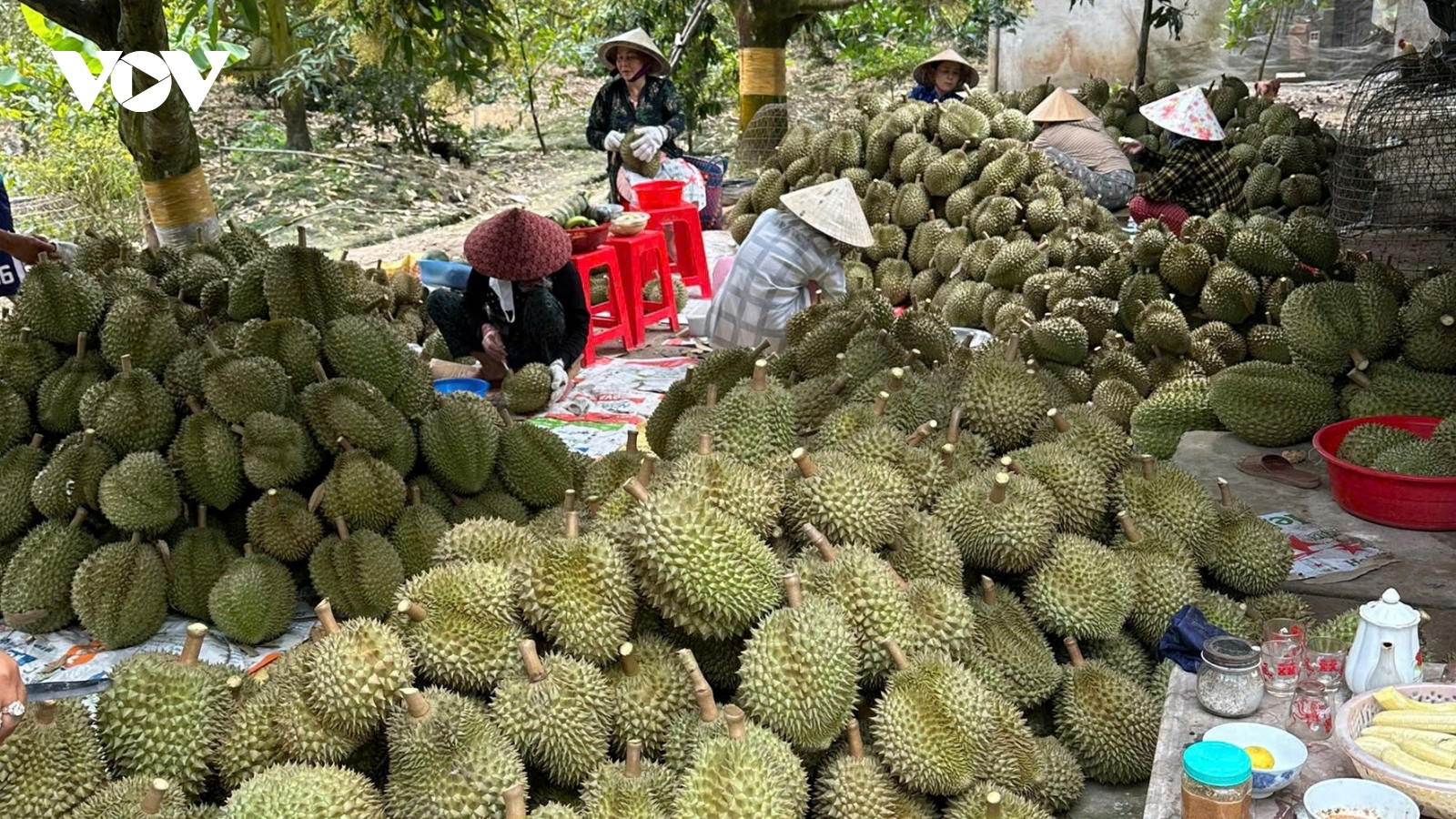 Sau Tết trái sầu riêng tại Tiền Giang giảm giá, xuất khẩu vẫn gặp khó khăn