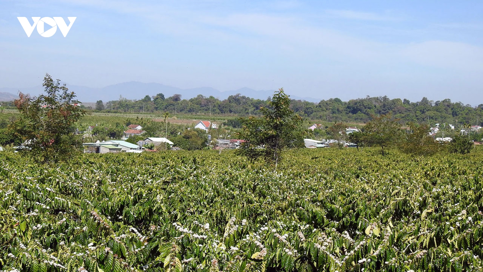 Nông dân Tây Nguyên chăm sóc cà phê, thu hoạch nông sản ngay sau Tết