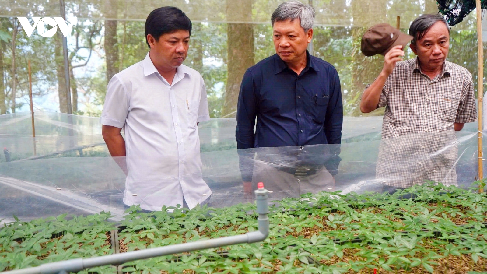 Sâm Ngọc Linh là cây dược liệu chủ lực của Quảng Nam