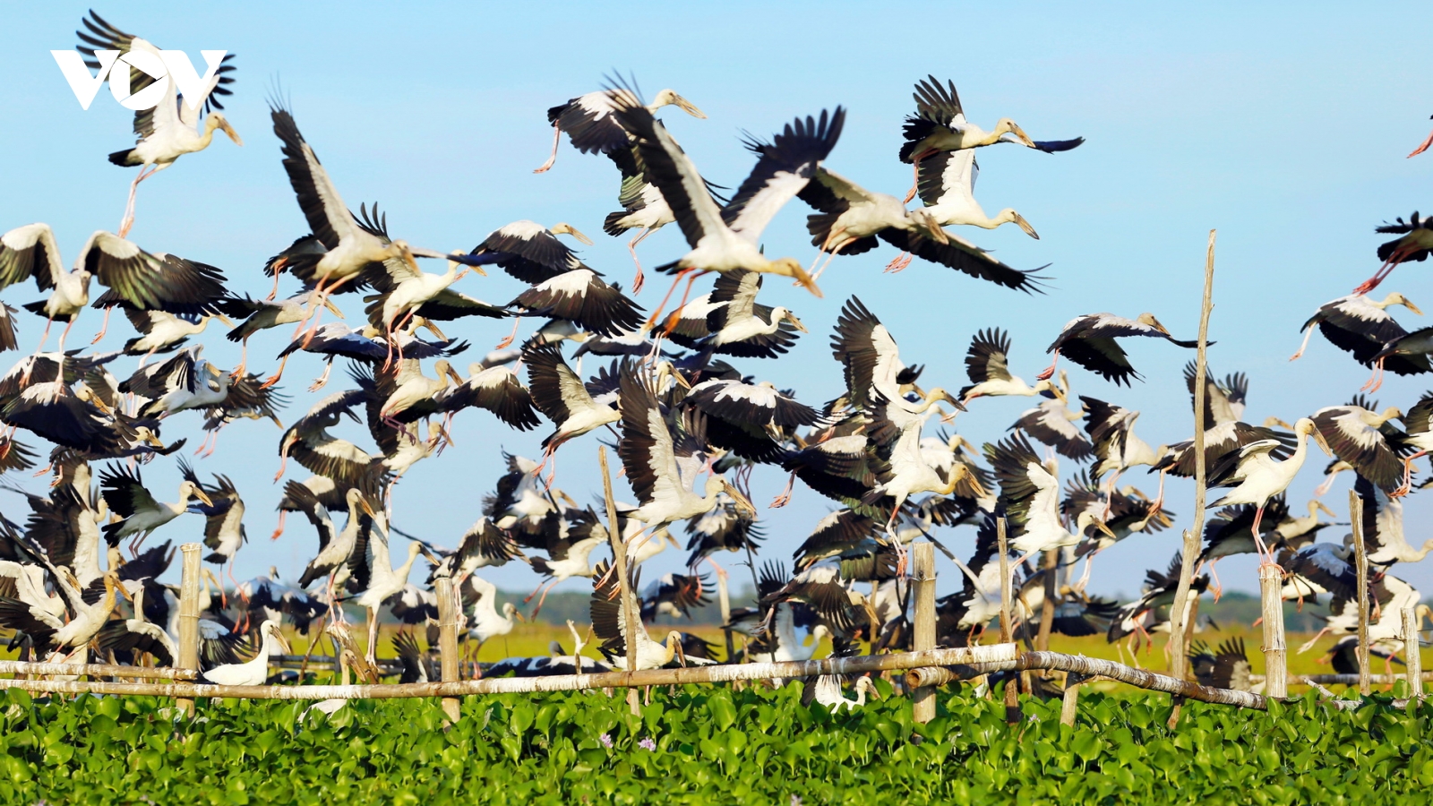 Bế mạc Năm Phục hồi đa dạng sinh học Quốc gia - Quảng Nam 2024