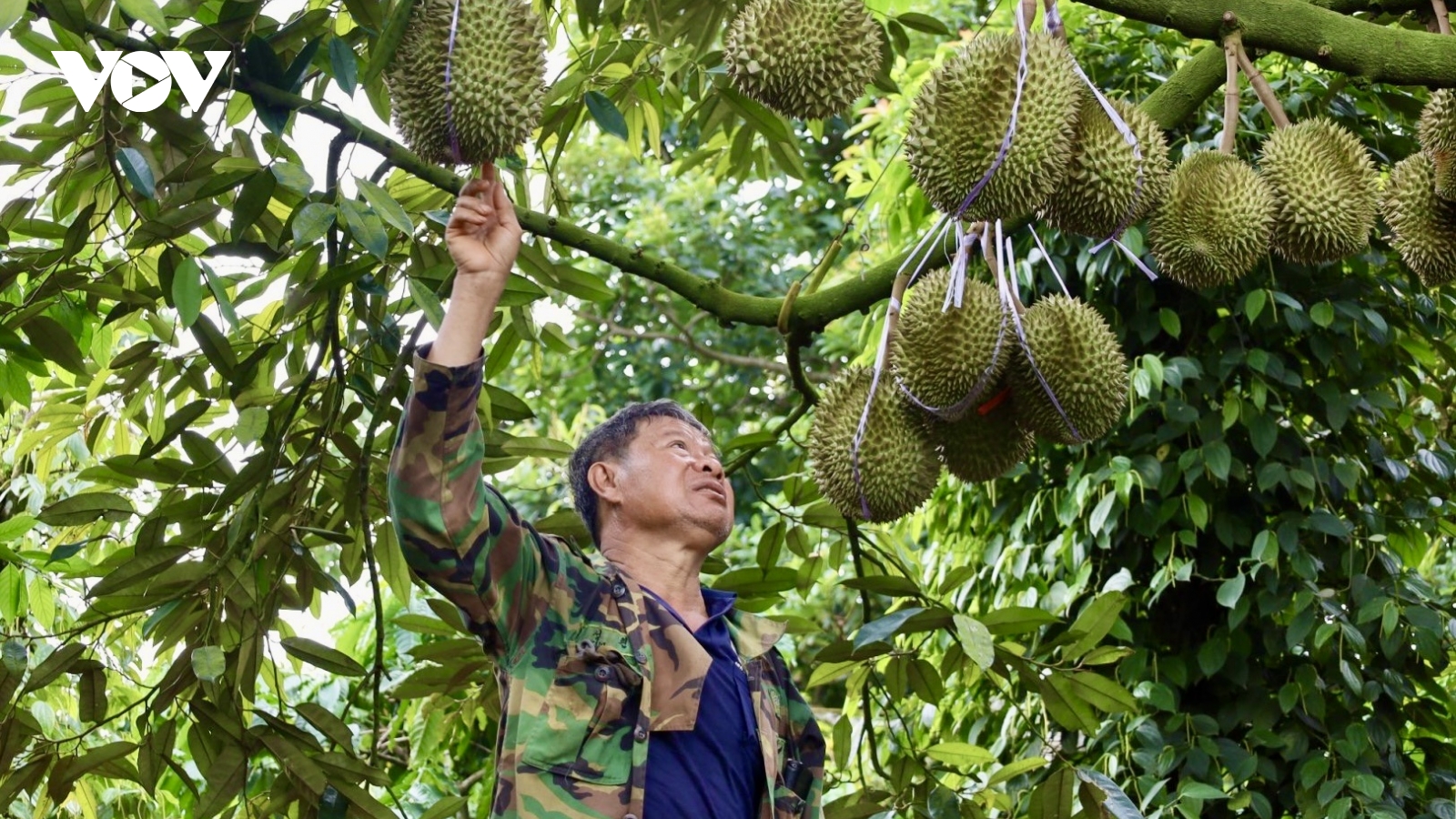 Hơn 4.000 ha cây ăn quả ở Đắk Lắk được cấp mã số vùng trồng để xuất khẩu