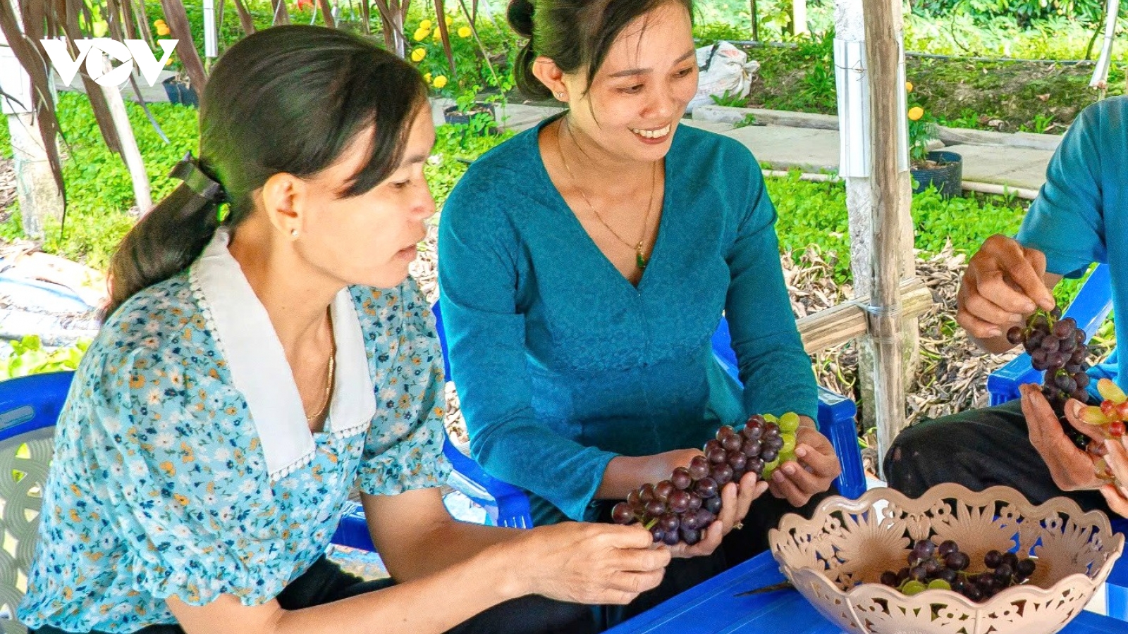 Cà Mau mở hướng đi từ trồng nho làm du lịch ven thành phố