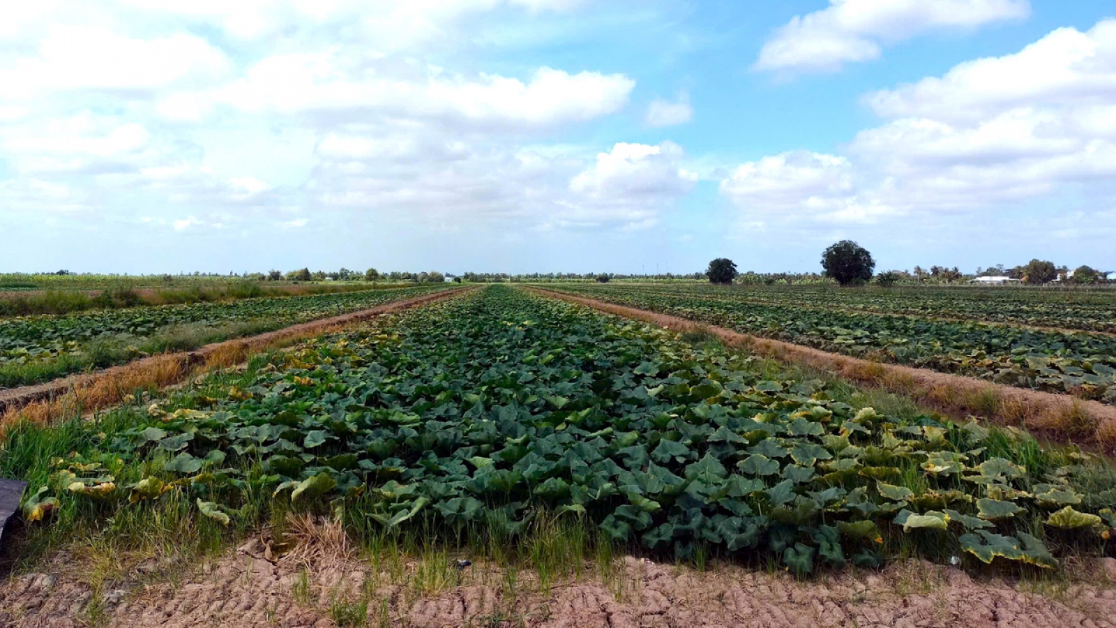 Nông dân Cà Mau được mùa vụ trồng màu, thu nhập cao gấp 4 lần trồng lúa