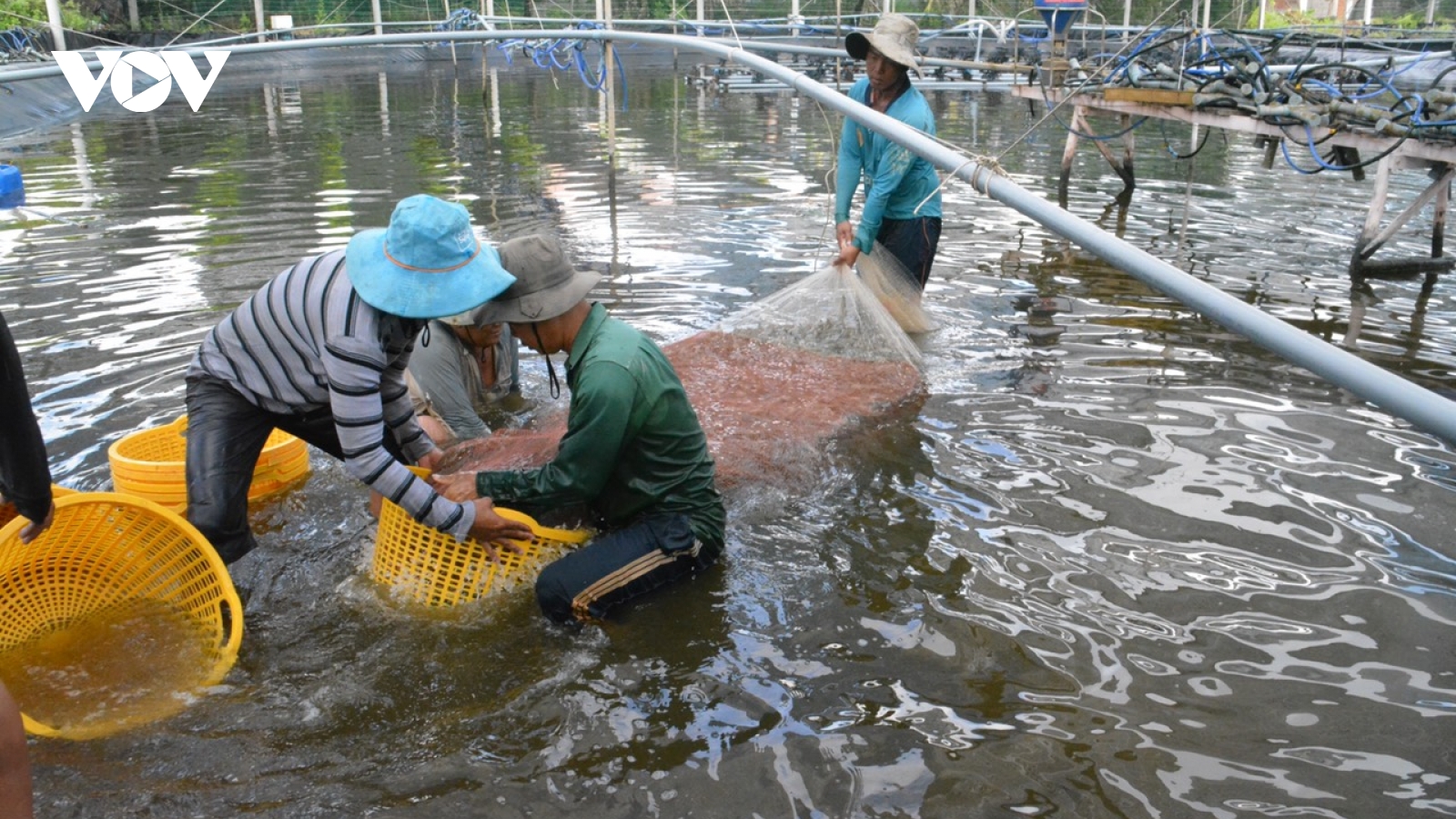 Việt Nam được đánh giá là quốc gia có công nghệ chế biến tôm hiện đại nhất