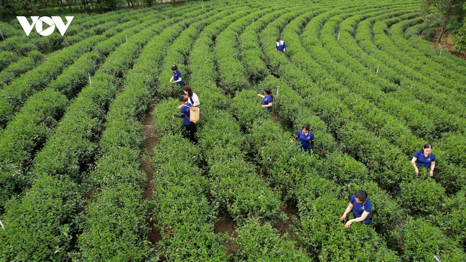 Trà Việt và khát vọng nâng tầm quốc tế