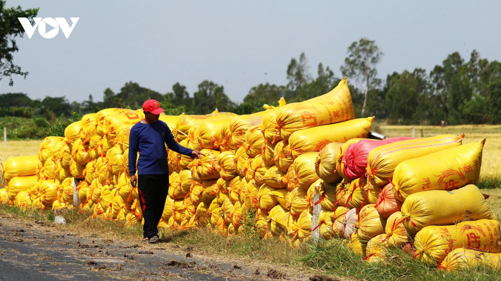 Nút thắt trong liên kết sản xuất, tiêu thụ lúa gạo chưa được tháo gỡ