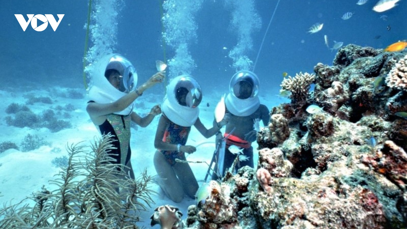 Thành lập Khu bảo tồn thiên nhiên Cù Lao Chàm, thành phố Hội An