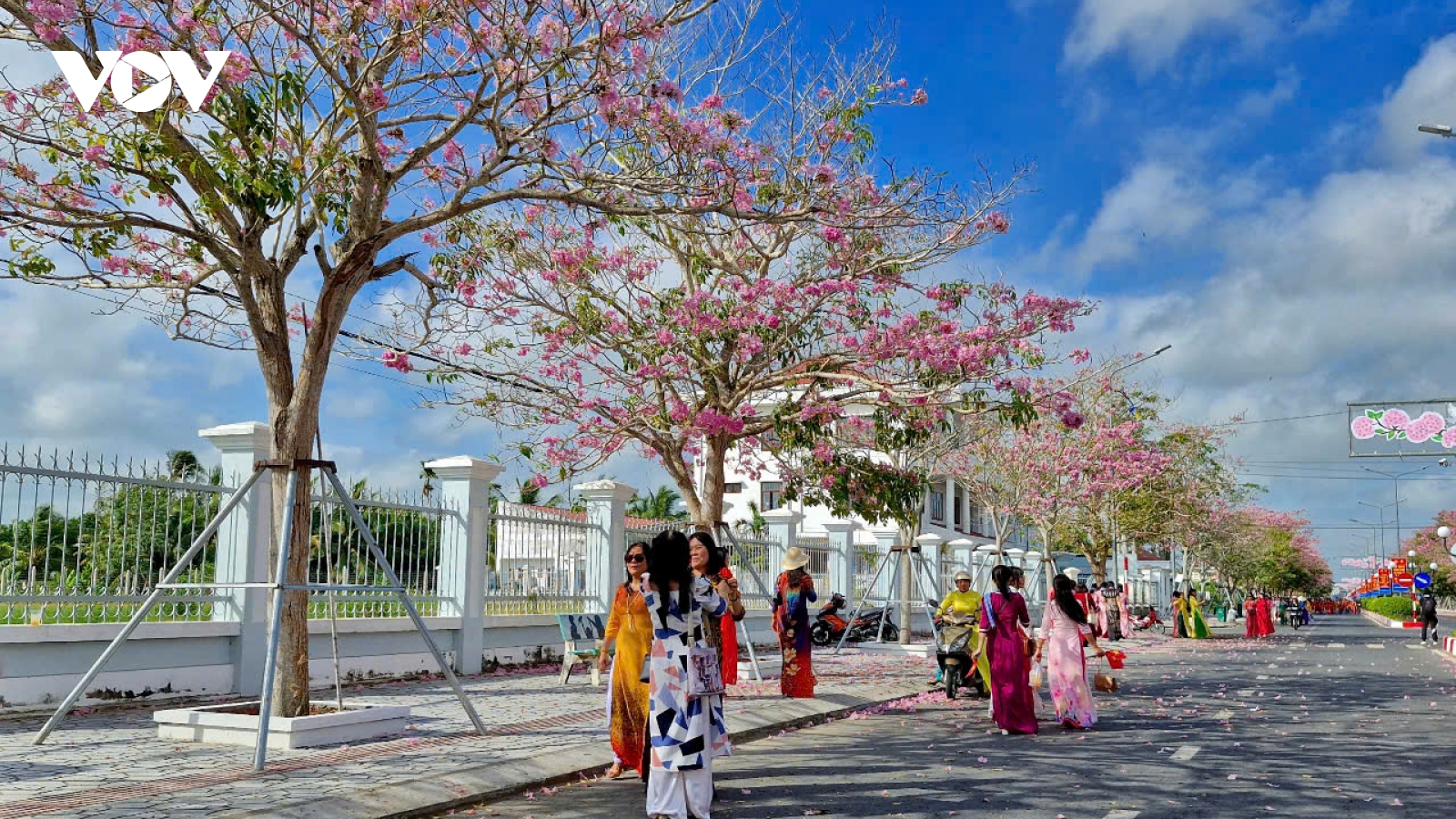 Đông đảo du khách đã đến với Tuần lễ Hoa kèn hồng tại Sóc Trăng