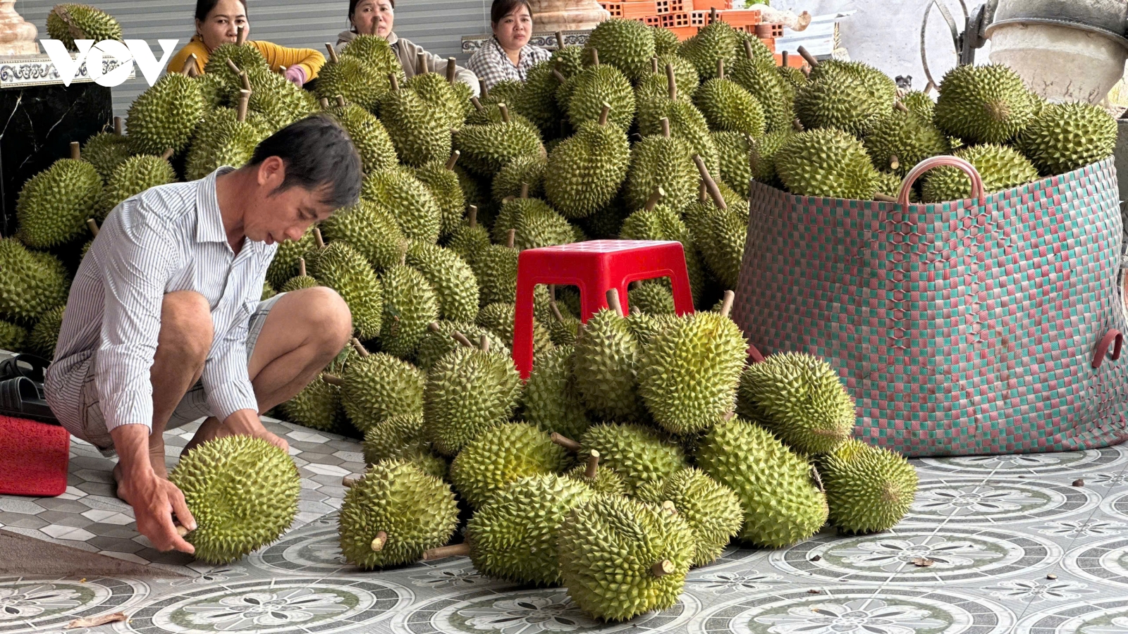 Nông dân Tiền Giang có thu nhập cao nhờ vườn cây sầu riêng vụ nghịch