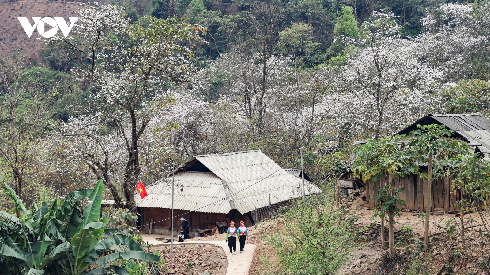 Vẻ đẹp tinh khôi của rừng hoa ban cổ Nặm Cứm