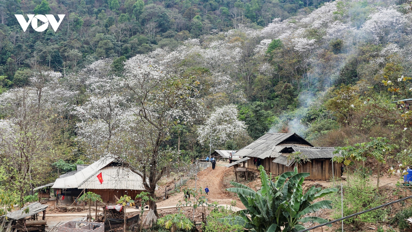 Gìn giữ rừng ban cổ thụ nhằm phát triển du lịch tại Điện Biên