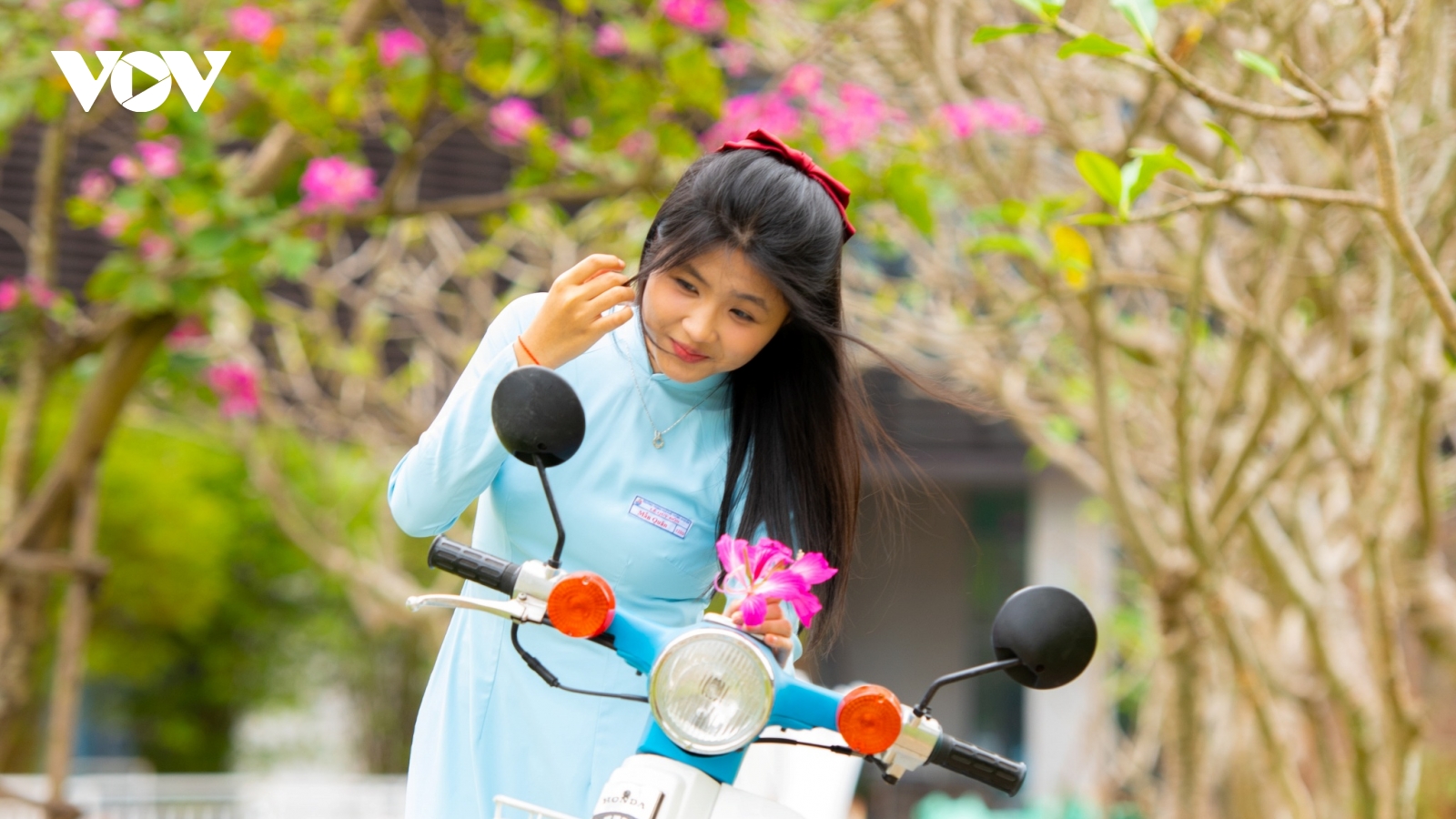 Hoa ban Hoàng Hậu rực rỡ khoe sắc trên phố phường Đà Nẵng