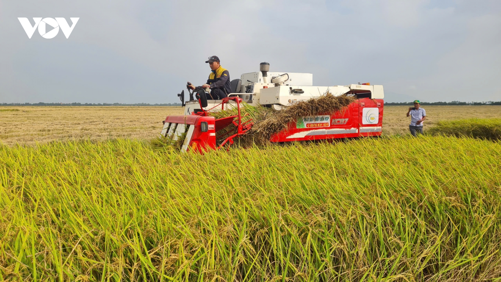 Kiên Giang thí điểm canh tác lúa giảm phát thải, lợi nhuận 55,5 triệu đồng/ha