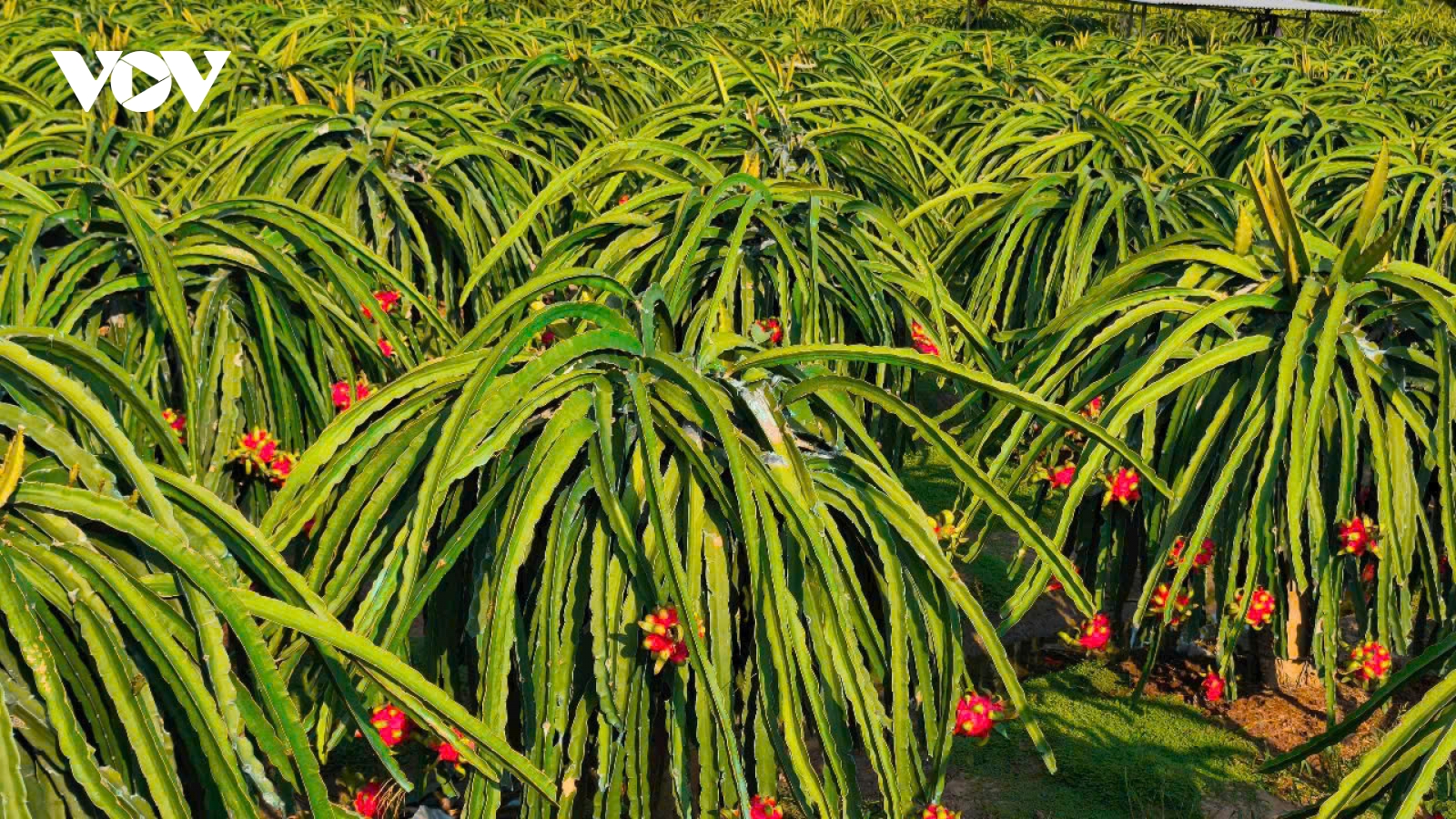 Nhiều loại trái cây giá “ngược chiều”, hạn mặn chưa ảnh hưởng