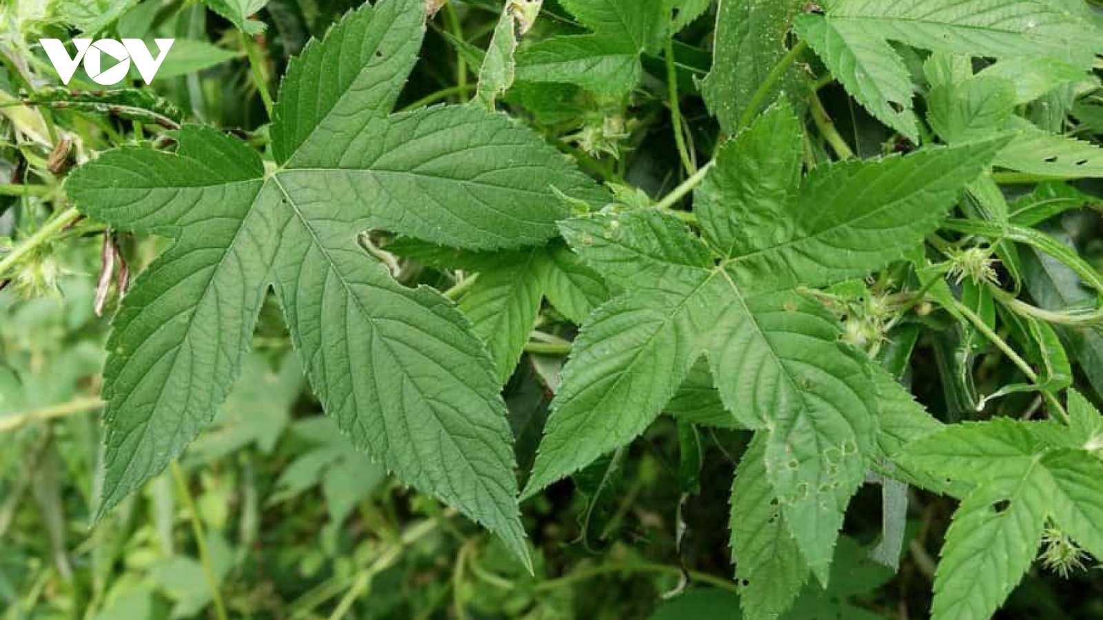 Cây dại mọc khắp Việt Nam, là vị thuốc, người dân chỉ cần hái bán lấy tiền