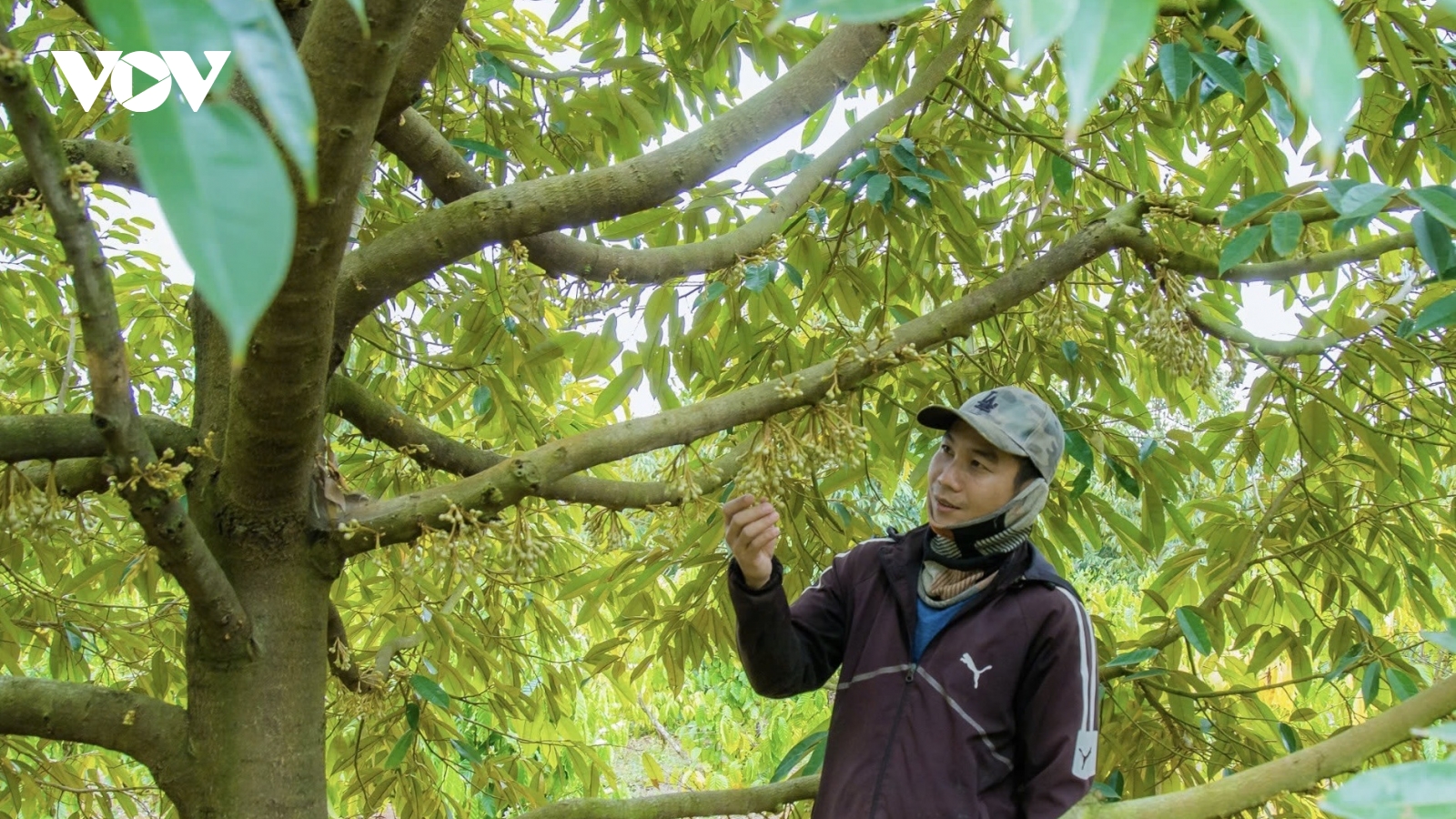 Đắk Lắk giữ thị trường xuất khẩu sầu riêng bằng nâng cao chất lượng vườn trồng