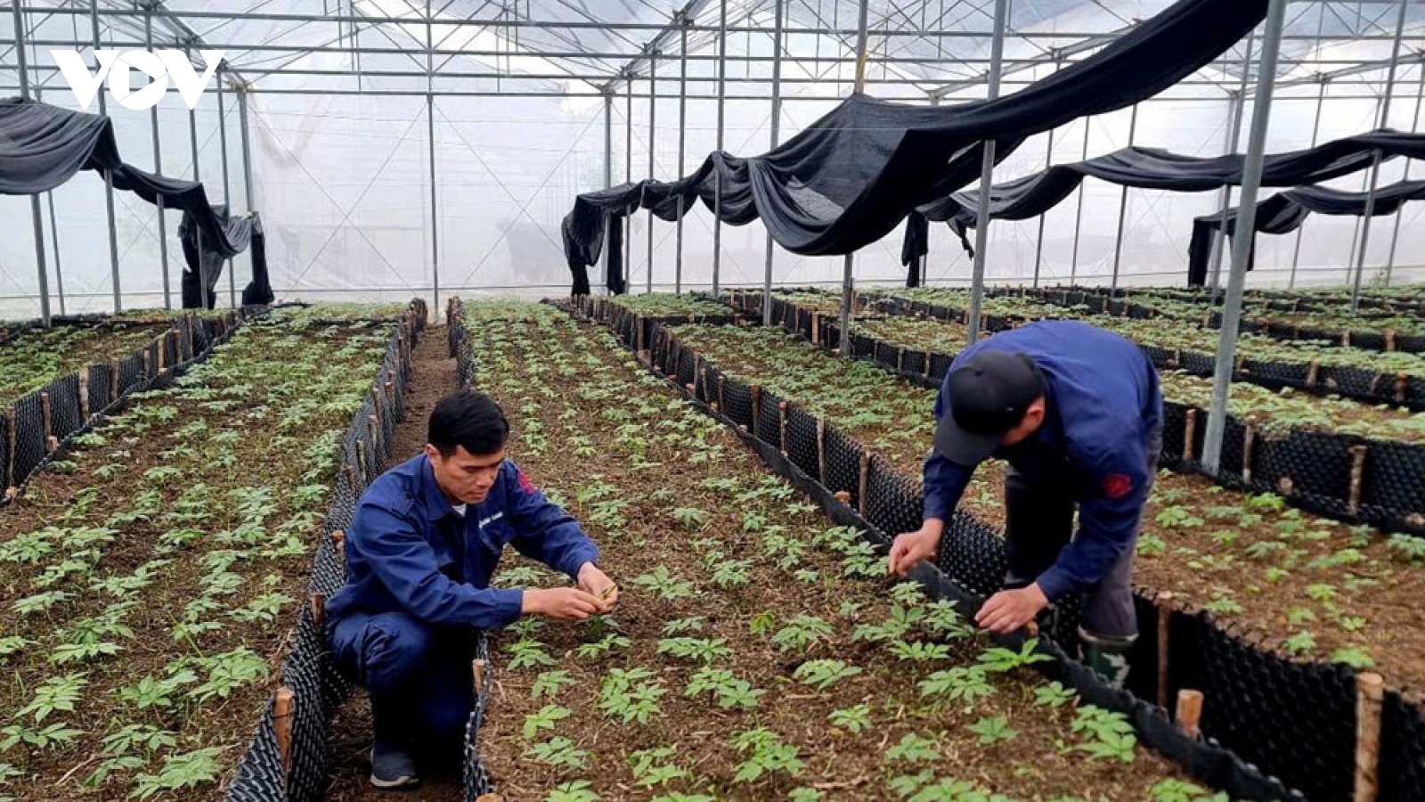 Bảo tồn và phát triển sâm quý gắn với phát triển du lịch ở Lai Châu