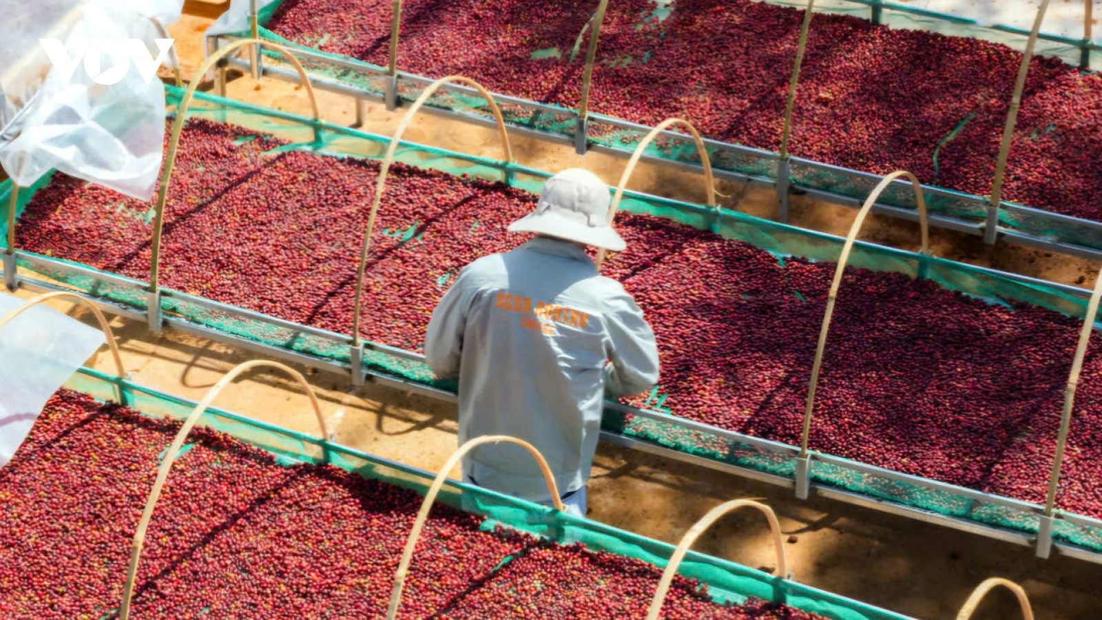 Giá cà phê hôm nay 12/8: Cà phê trong nước có nơi tăng 2.500 đồng/kg