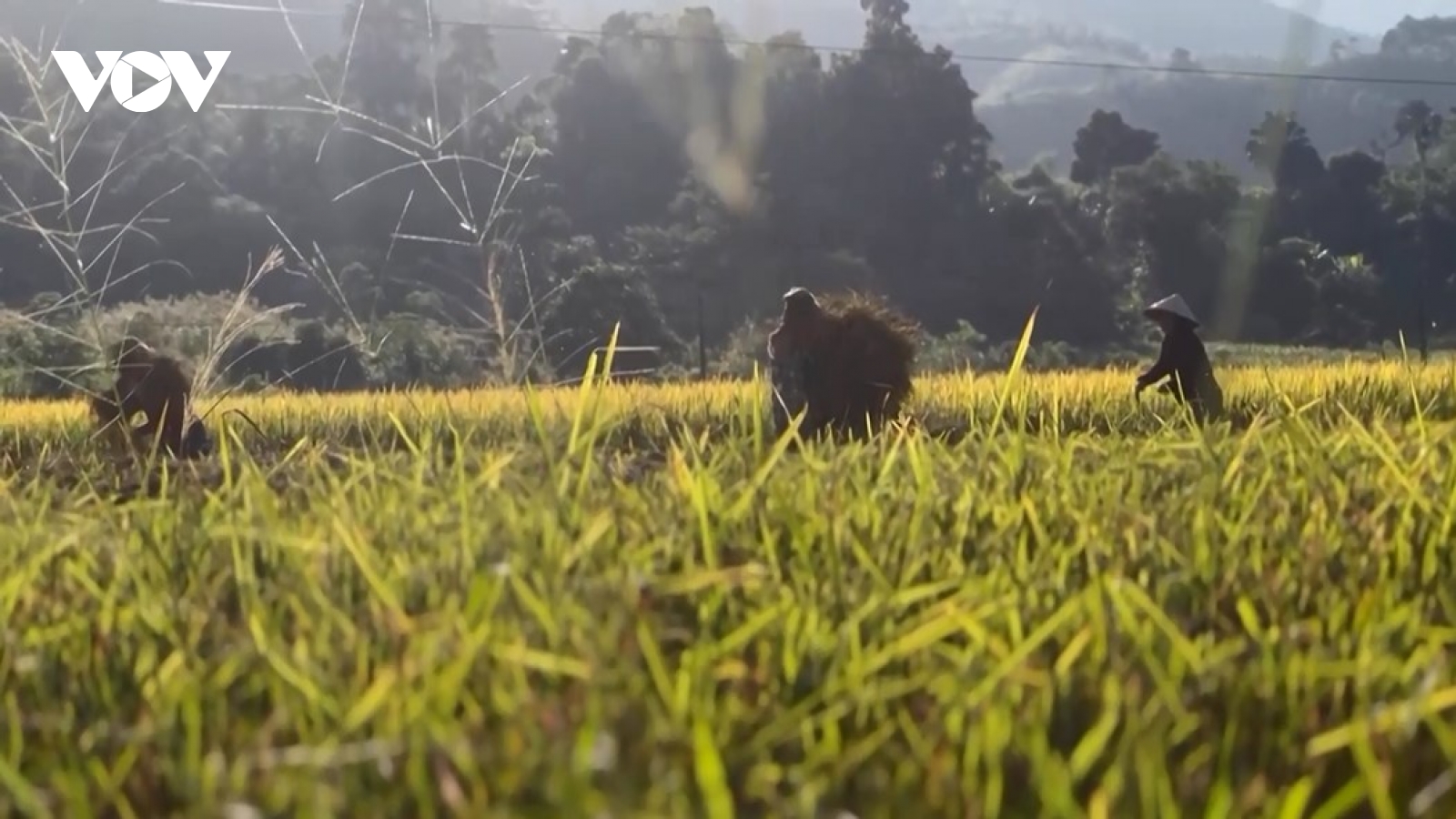 Tìm sinh kế bền vững cho người dân Làng Nủ