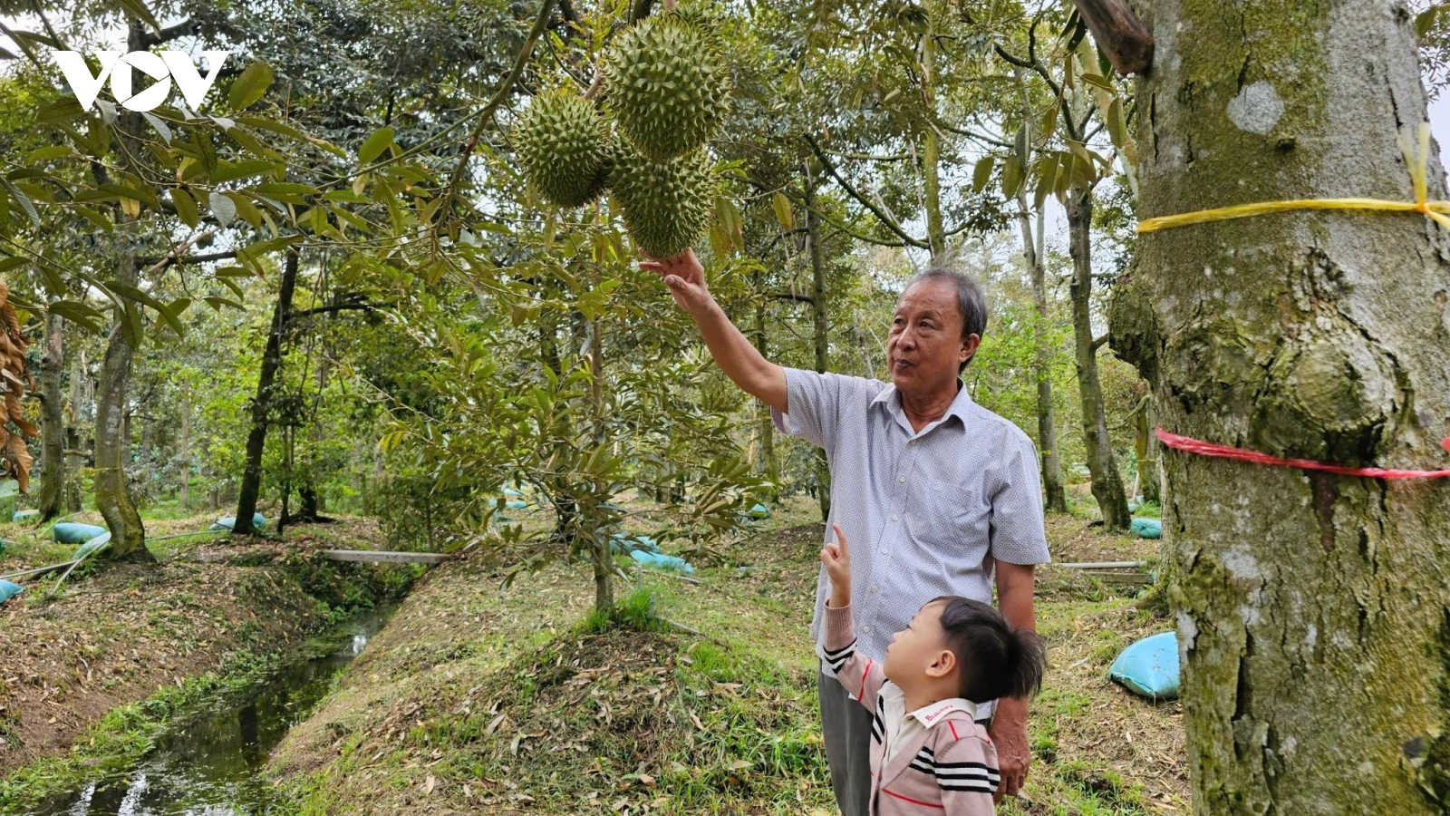 Vườn cây sầu riêng ở Tiền Giang thoát hạn mặn, chuẩn bị vào mùa thu hoạch