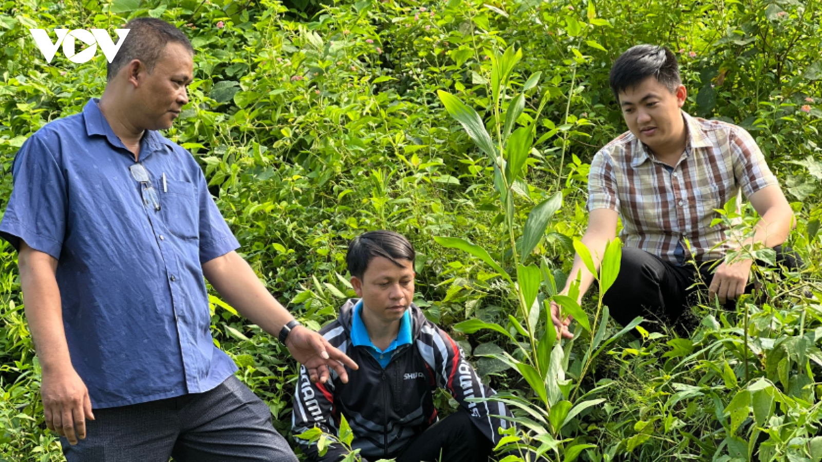 Trồng rừng gỗ lớn, hướng phát triển bền vững của người dân miền núi Quảng Nam